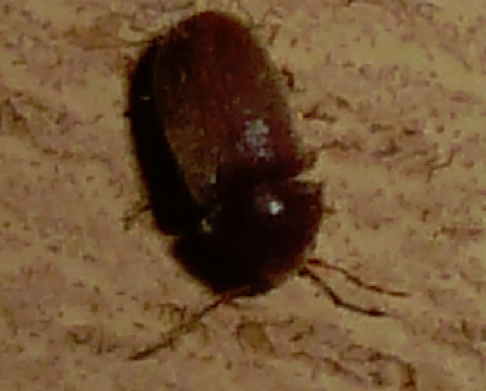 beestje2