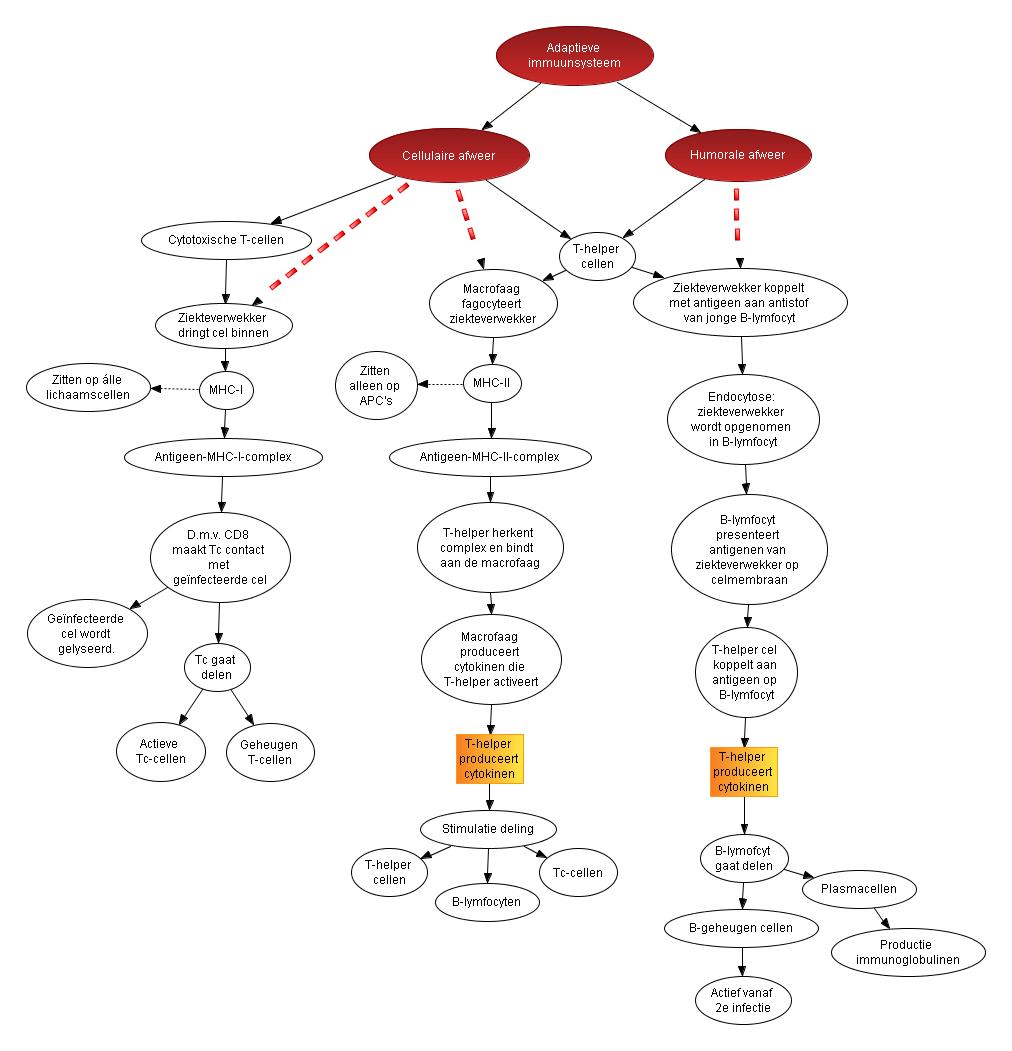 Adaptieve immunsysteem-0_1