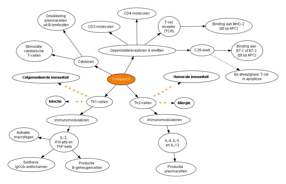 T-helpercellen-0_1