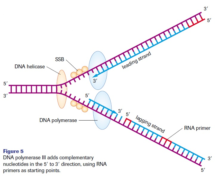 dna-replication-3