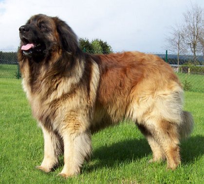 leonberger4