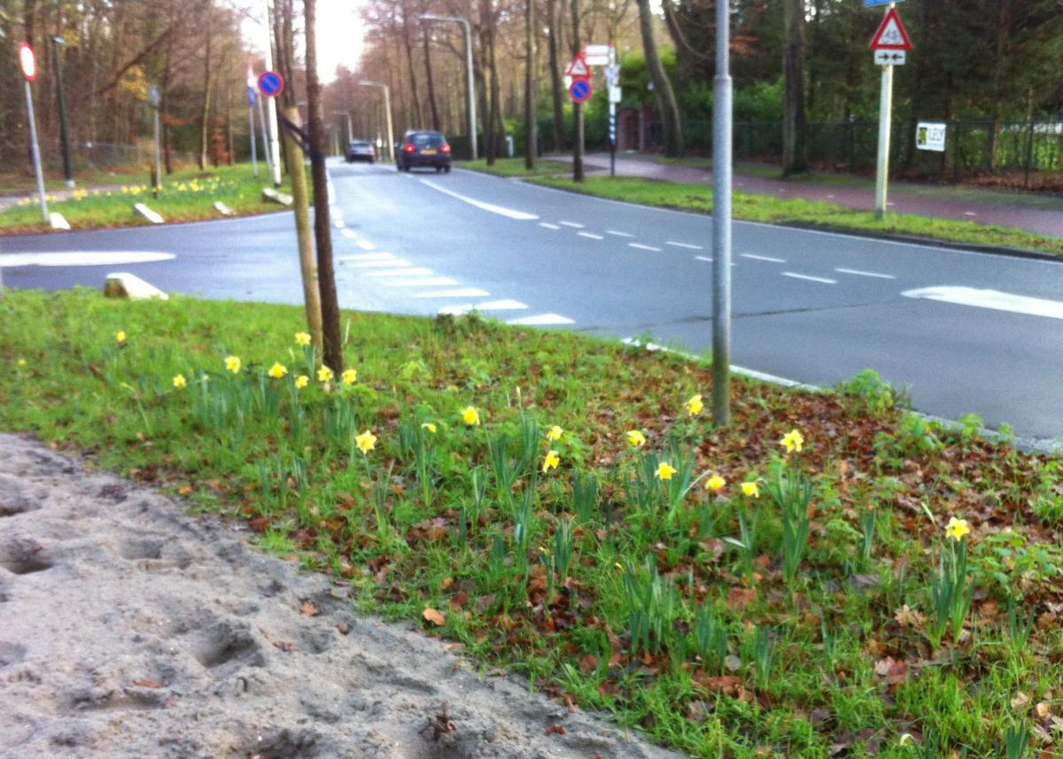 21 dec 2015 - narcissen Wassenaar 1