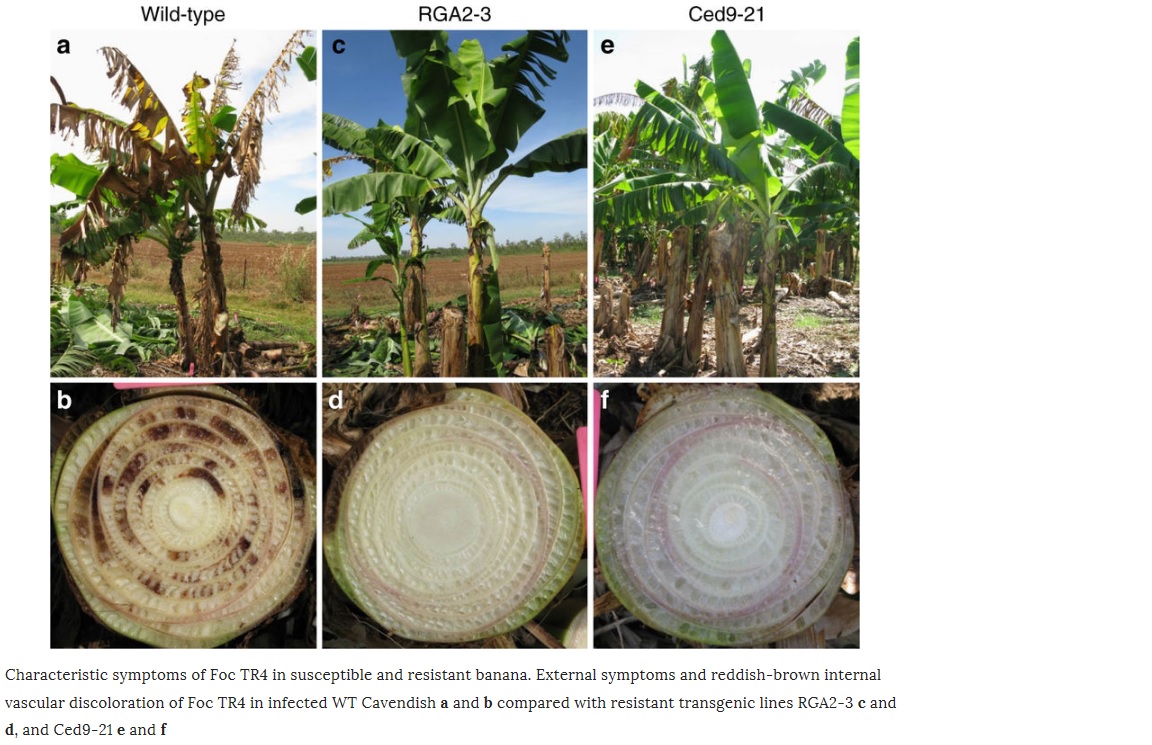 Panama ziekte bij bananen bomen en resistentie daartegen