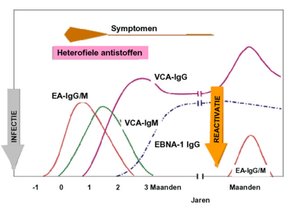 ebv-serologie