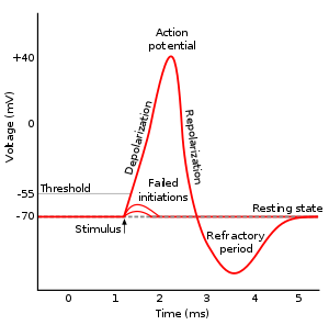 300px-Action_potential