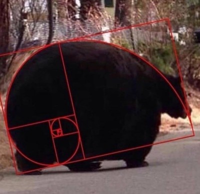 Fibonacci-bear