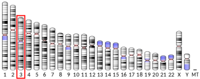 474px-Ideogram_human_chromosome_3