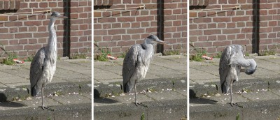 reiger2