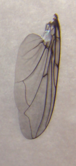 Calliphorid_wings