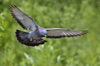 1280px-Rock_dove_-_natures_pics