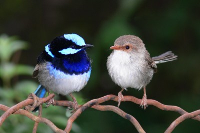 Male_and_female_superb_fairy_wren