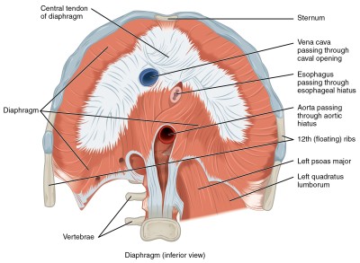 1113_The_Diaphragm