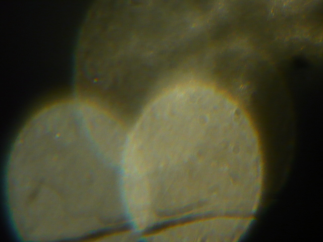 P1070308